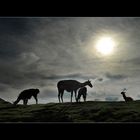 Lamas im Gegenlicht