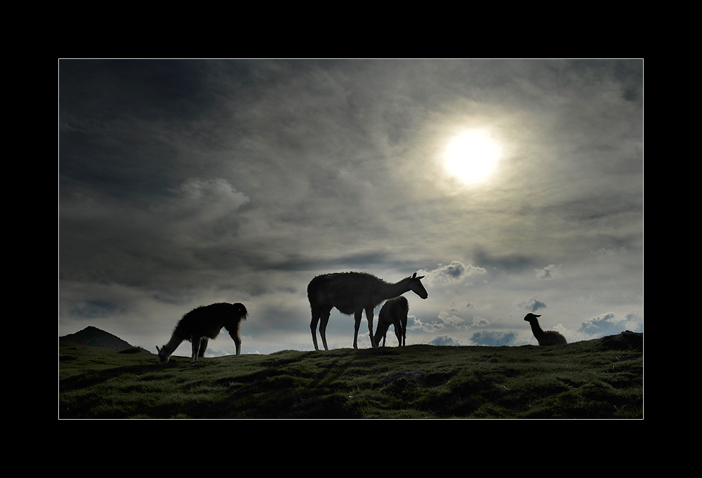 Lamas im Gegenlicht