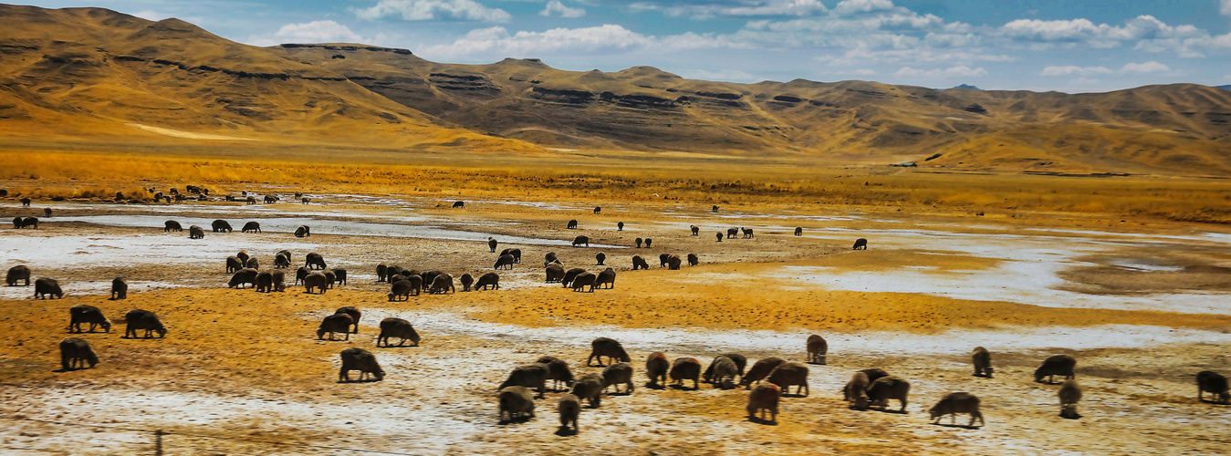 Lamas im Hochland Peru