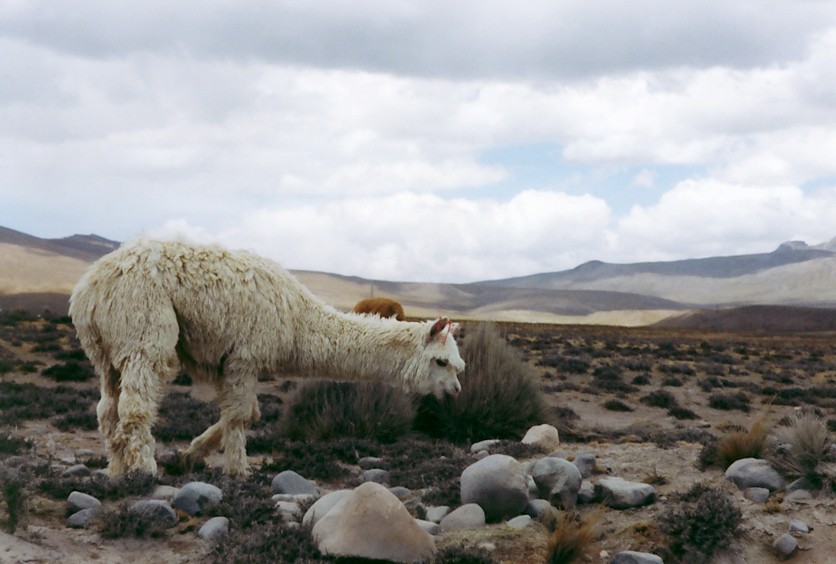 Lamas im Hochland von Peru