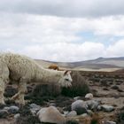 Lamas im Hochland von Peru