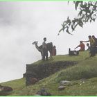 LAMAS IM NEBEL ... in Peru