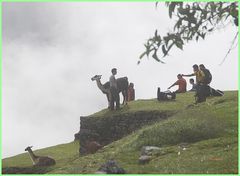 LAMAS IM NEBEL ... in Peru