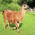 Lamas im Revierpark Nienhausen in Gelsenkirchen