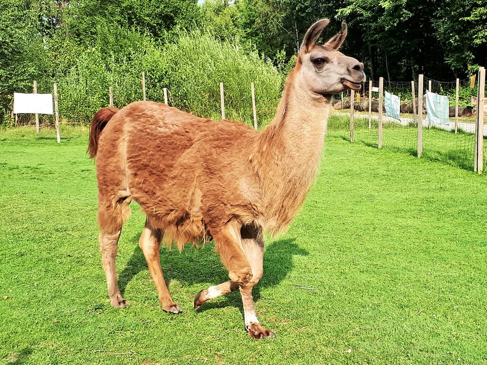 Lamas im Revierpark Nienhausen in Gelsenkirchen