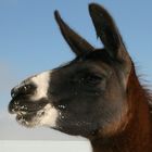 Lamas im Schnee 2009