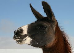 Lamas im Schnee 2009