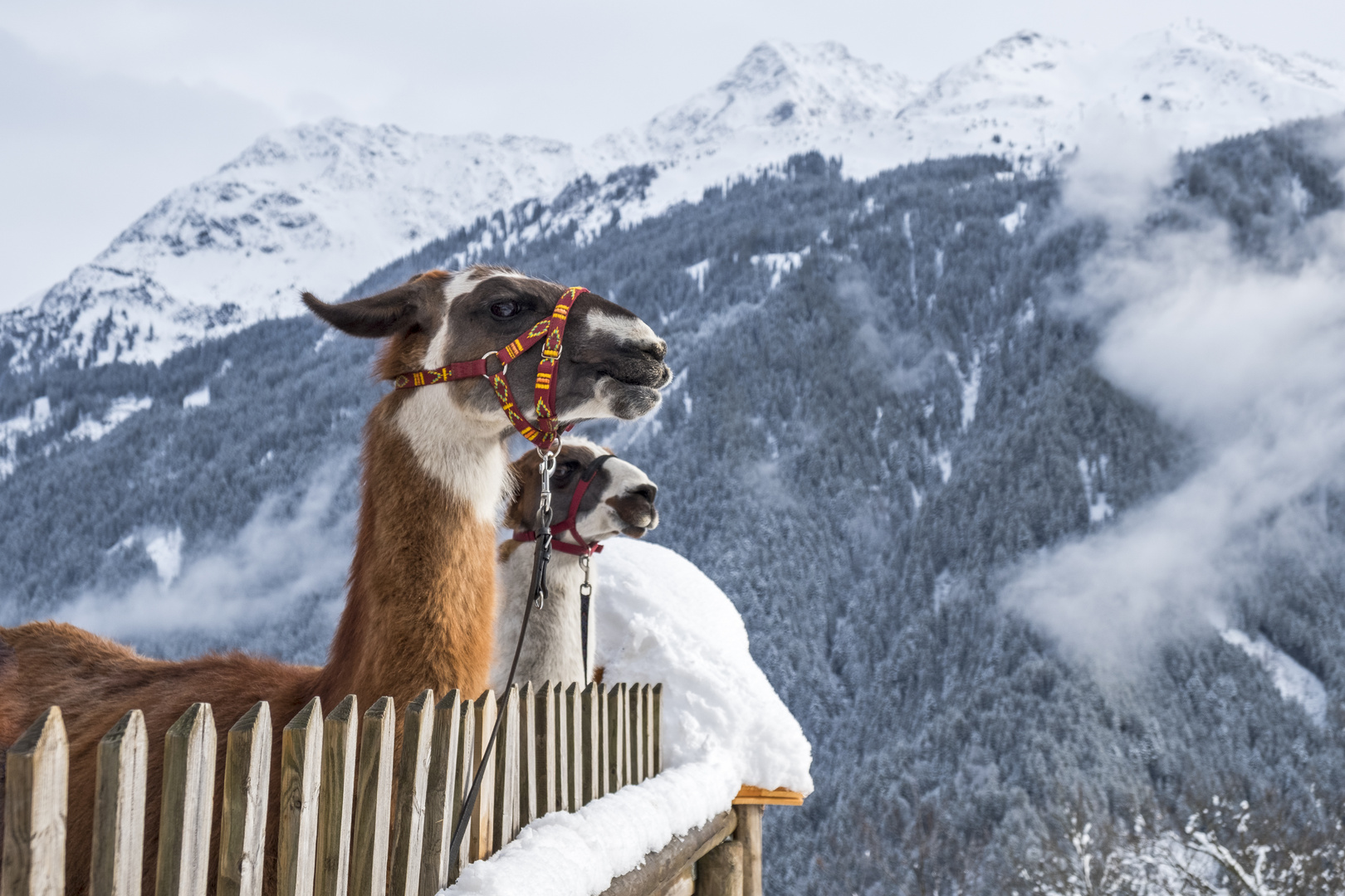 Lamas im Vorarlberg