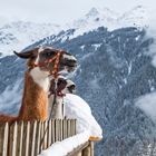 Lamas im Vorarlberg