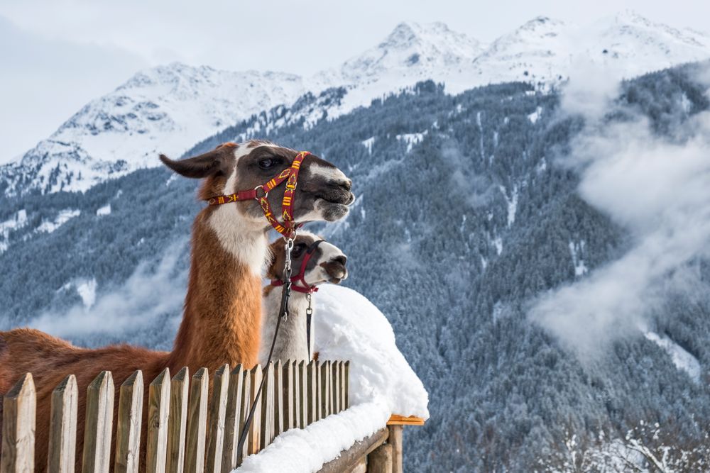 Lamas im Vorarlberg