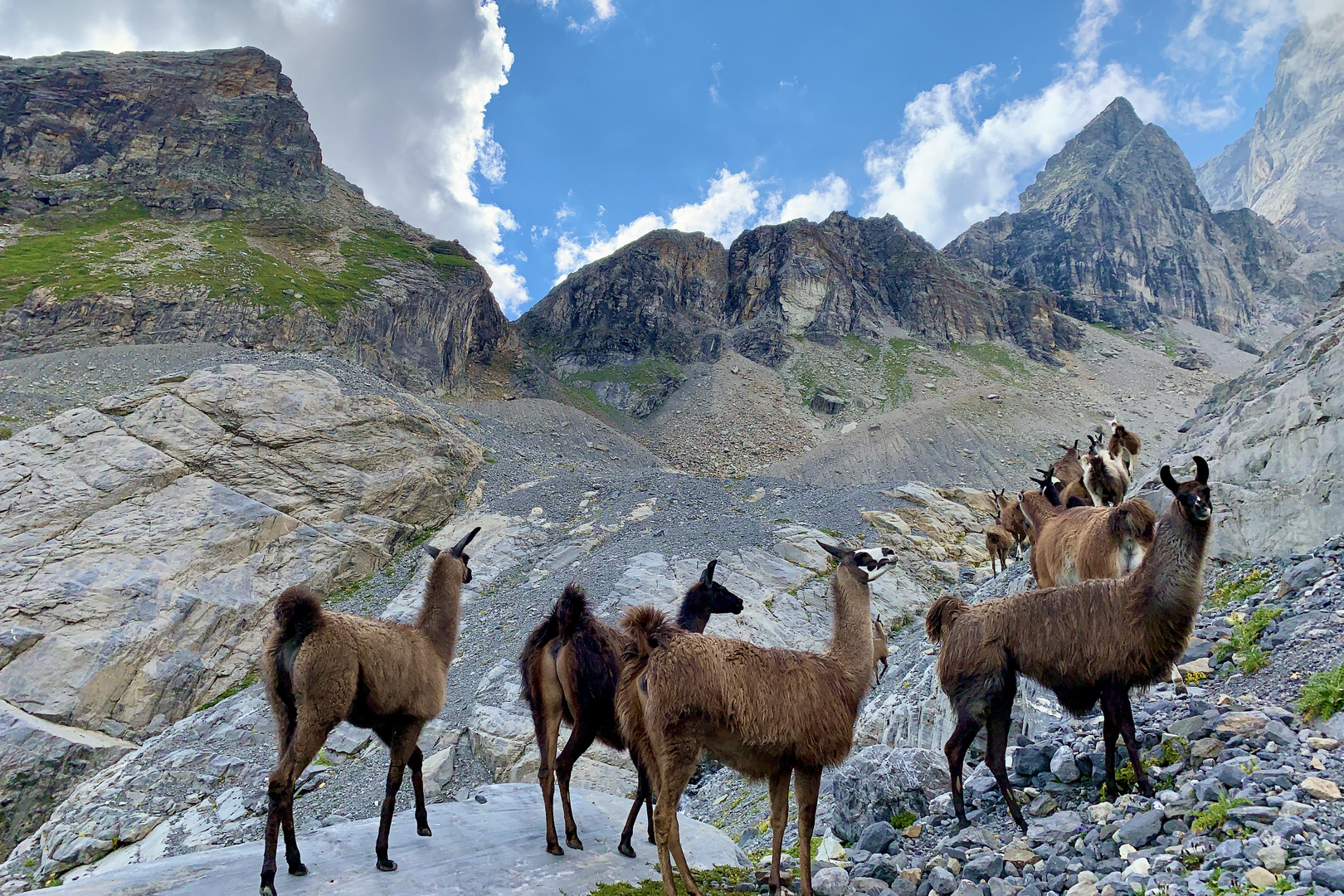 Lamas im Windgällengebiet