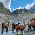 Lamas im Windgällengebiet