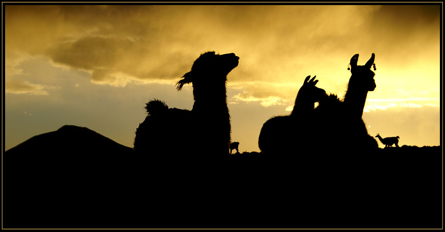 Lamas in der Abendsonne!