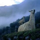 Lamas in Machu Picchu