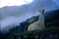 Lamas in Machu Picchu