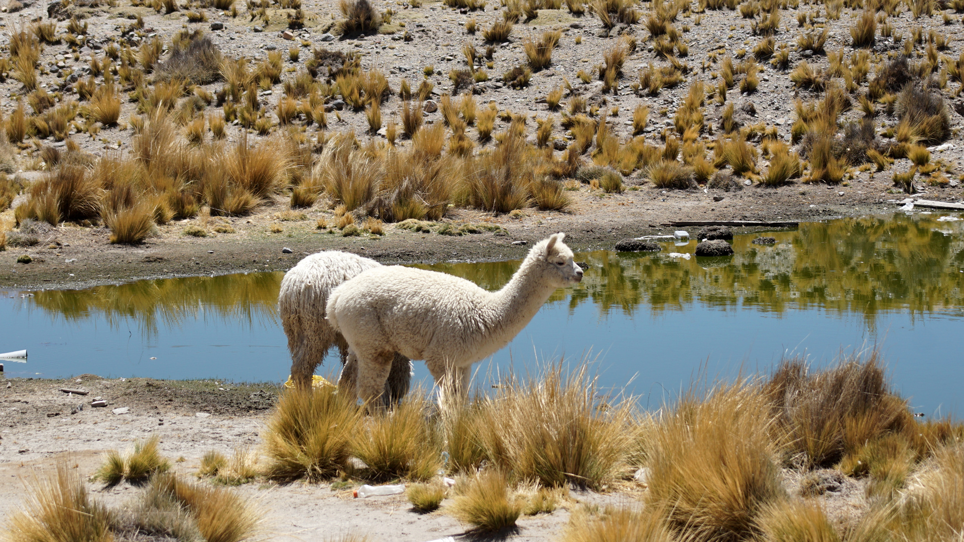 lamas mit Spiegelung