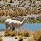 lamas mit Spiegelung