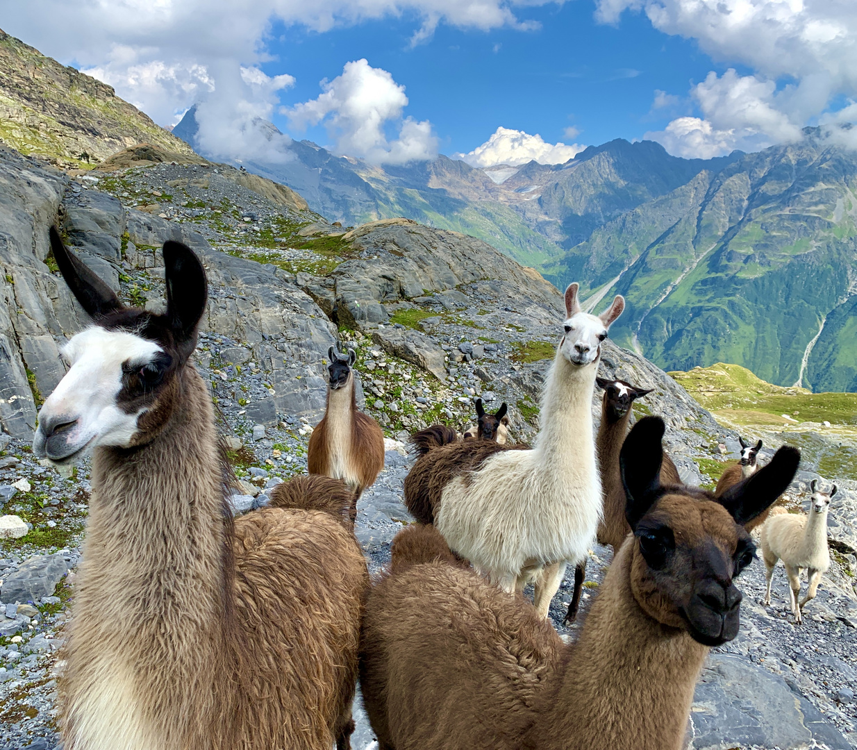 Lamas, ob der Windgällenhütte