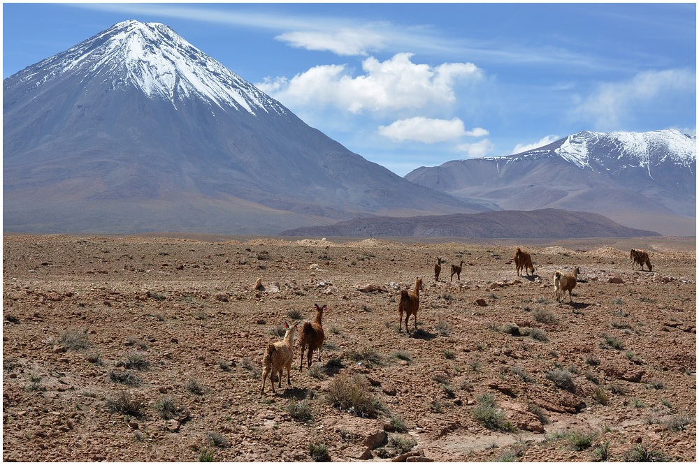 Lamas, Volcán Licancabur