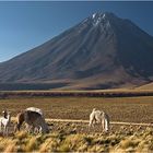 Lamas vor Licancabur (5.916 m)