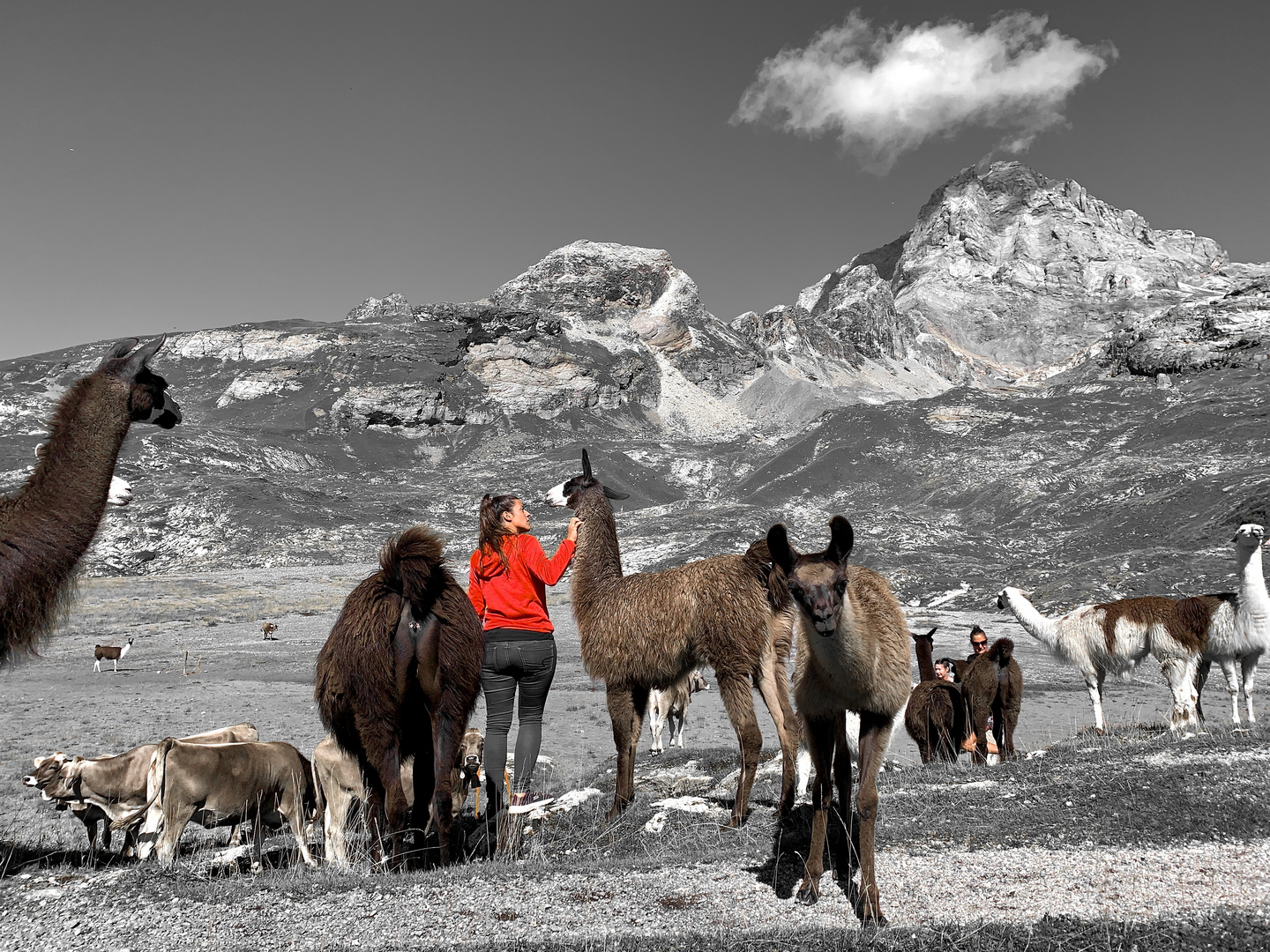 Lamas , Windgällenhütte