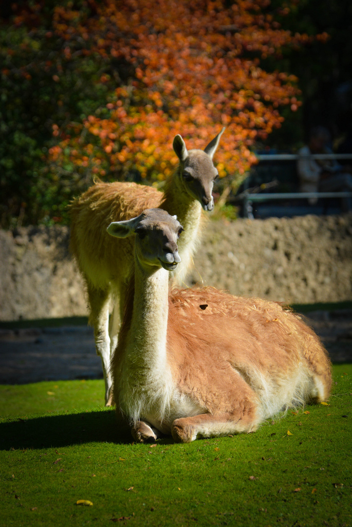 Lamas Zoo Berlin