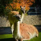 Lamas Zoo Berlin