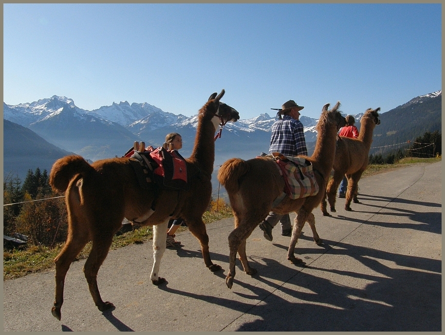 Lamatrekking im Montafon