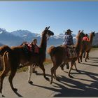 Lamatrekking im Montafon