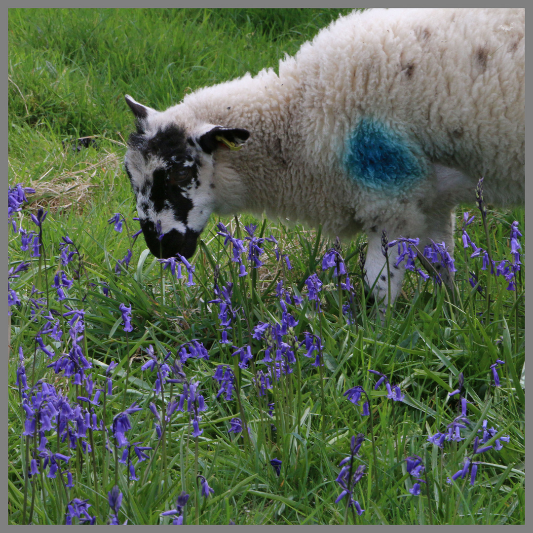 lamb grazing on bluebells near Muker North Yorkshire