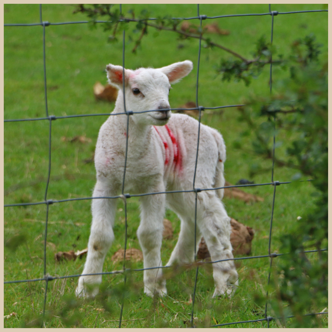 lamb in bilsdale