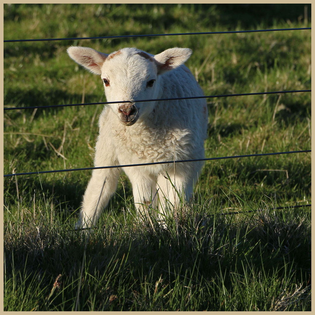 lamb near hartside