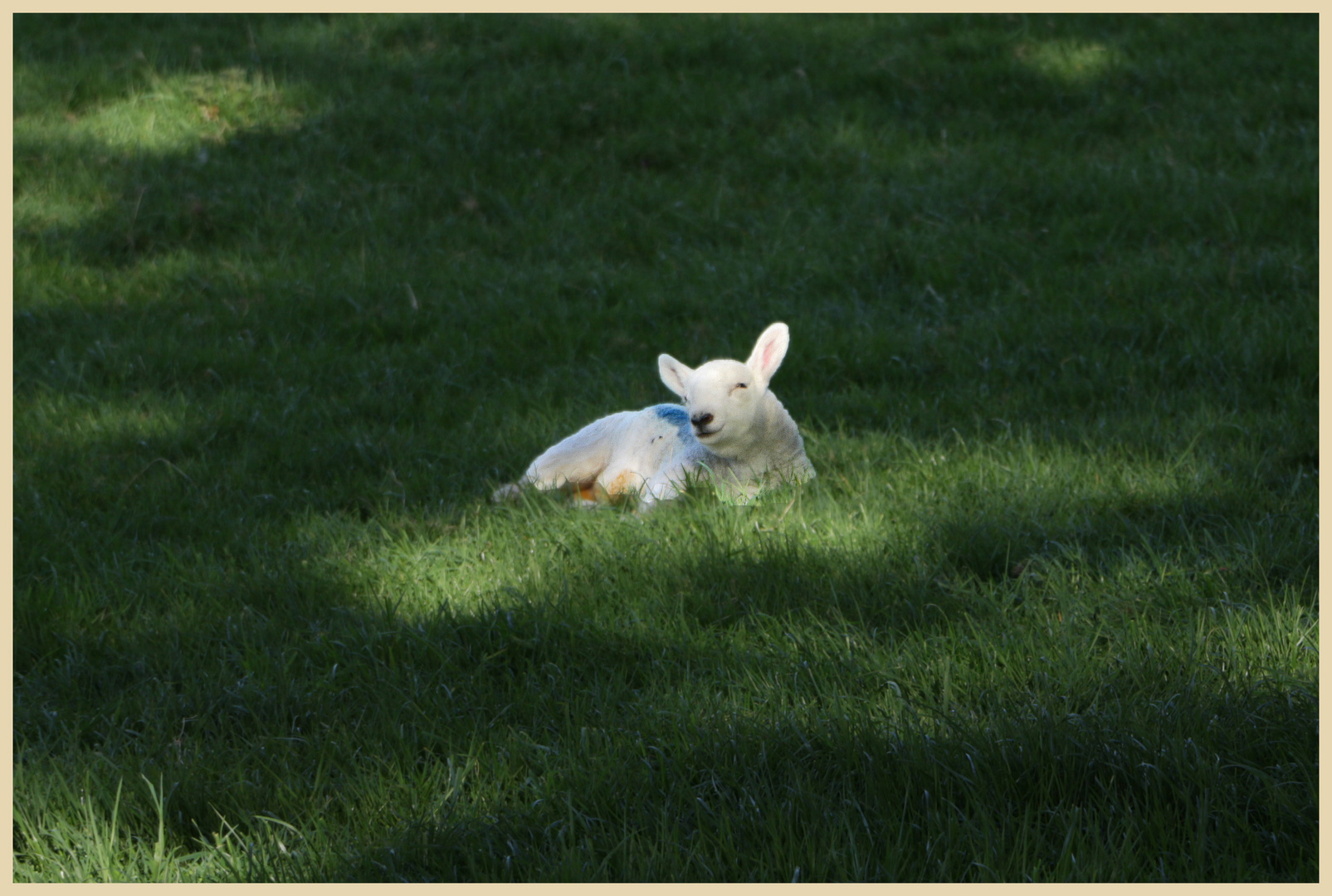 lamb near hethpool