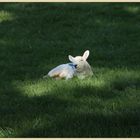 lamb near hethpool