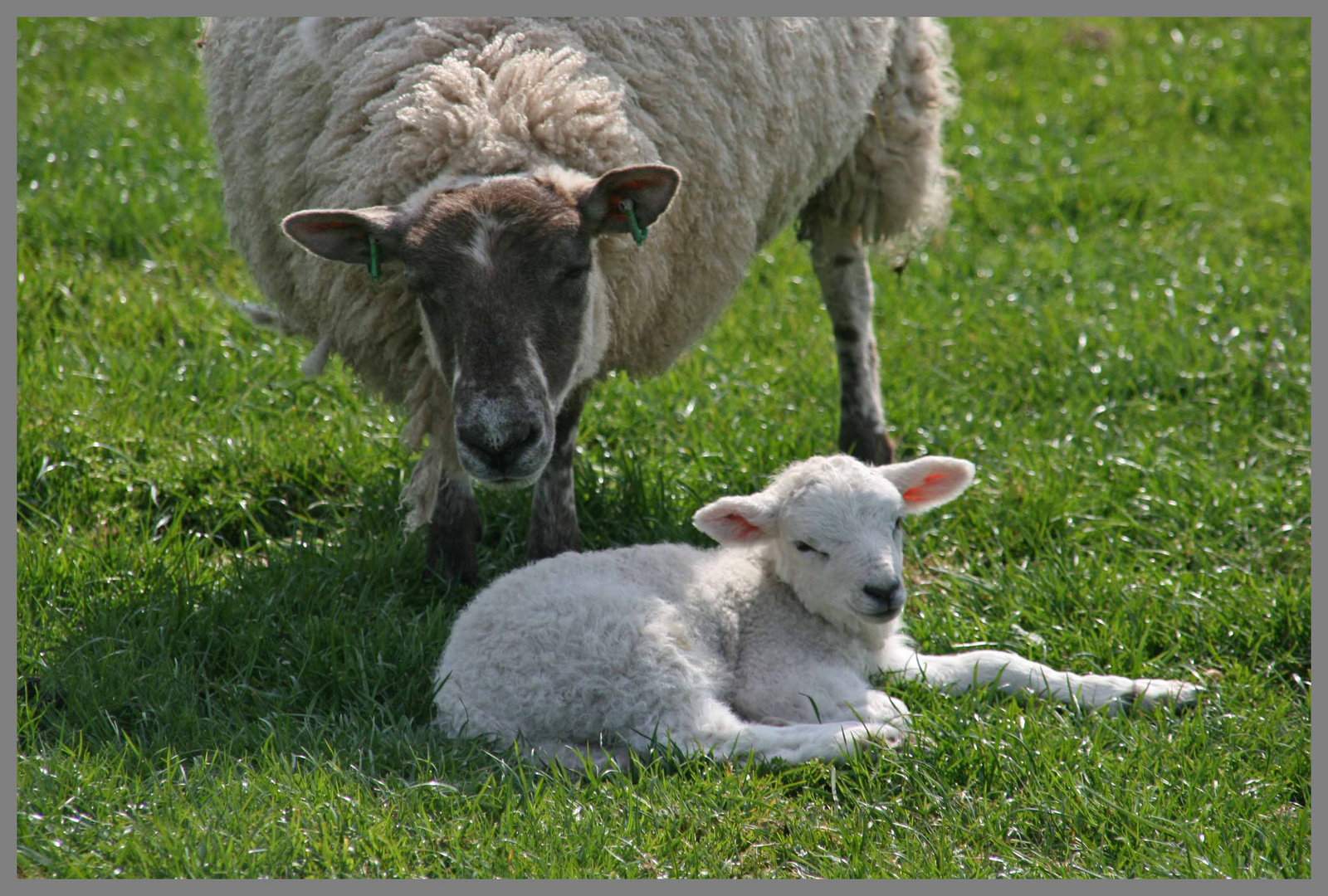 lamb near roxburgh Scotland