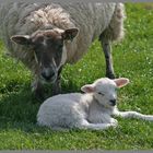 lamb near roxburgh Scotland