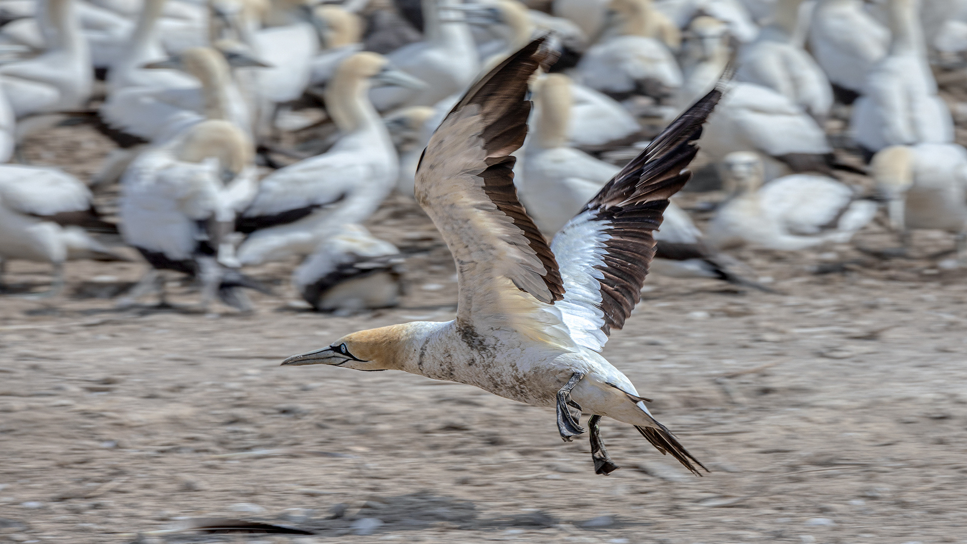 Lamberts Bay (39)