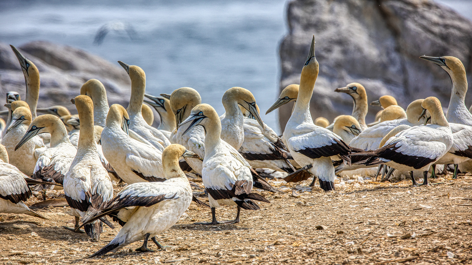 Lamberts Bay (40)