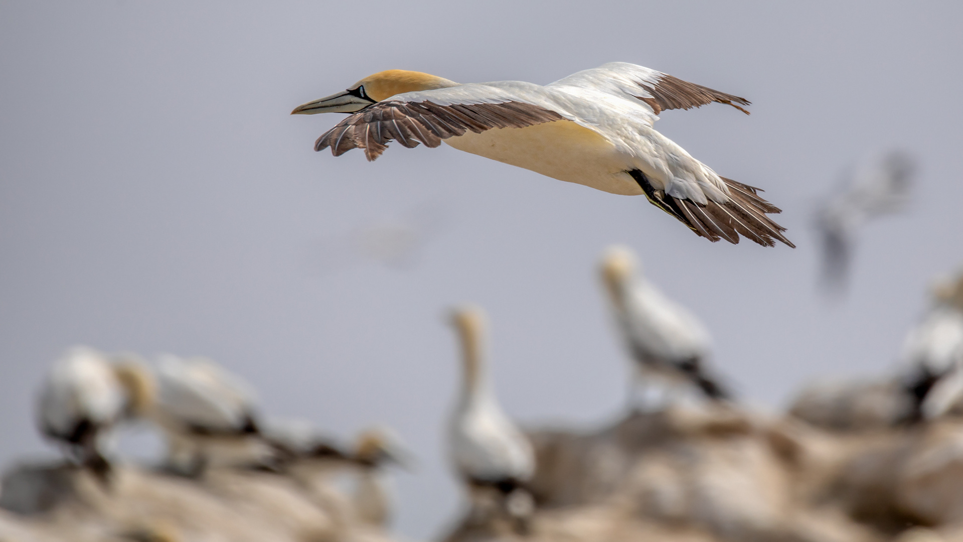 Lamberts Bay (42)