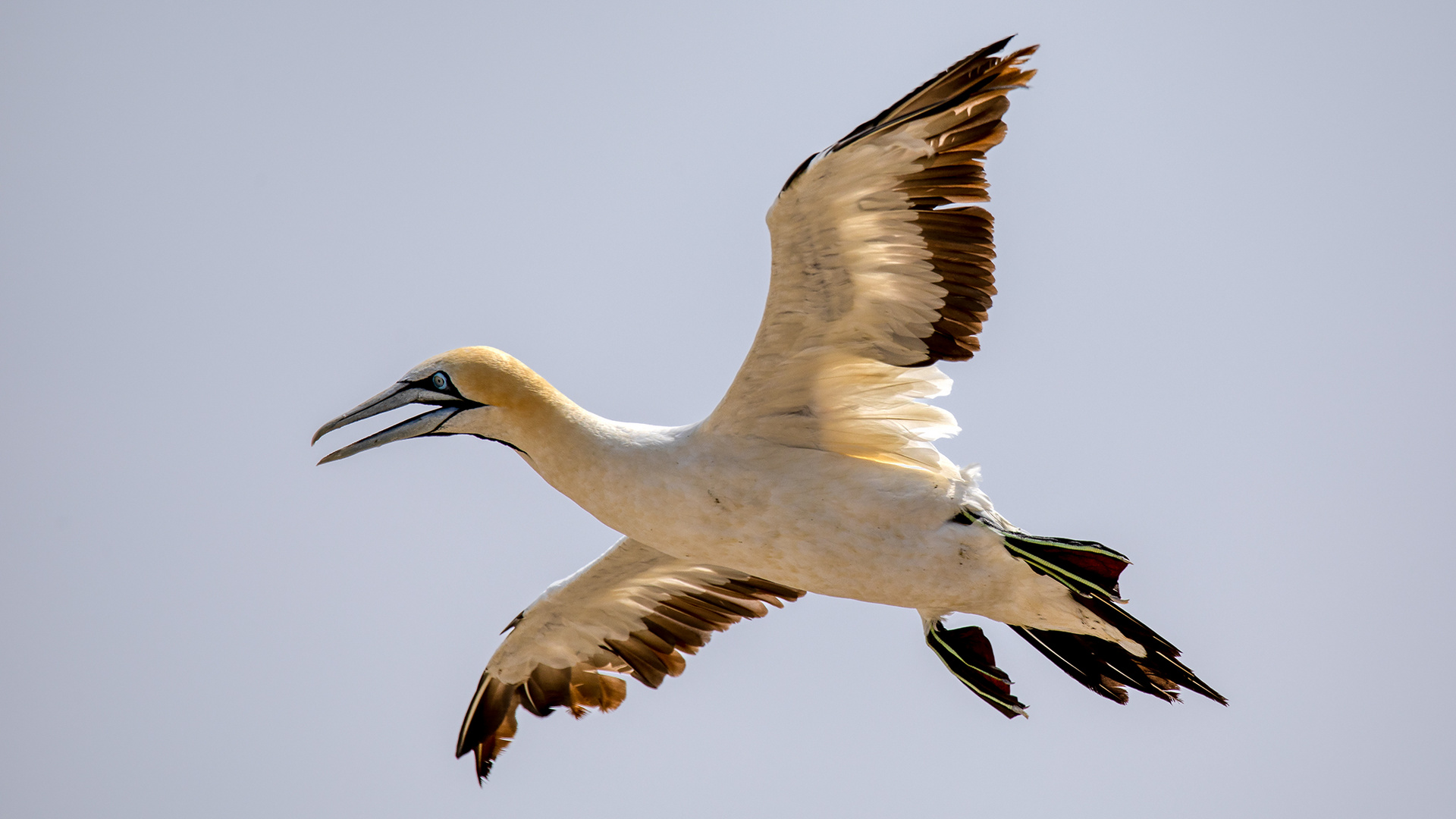 Lamberts Bay (43)