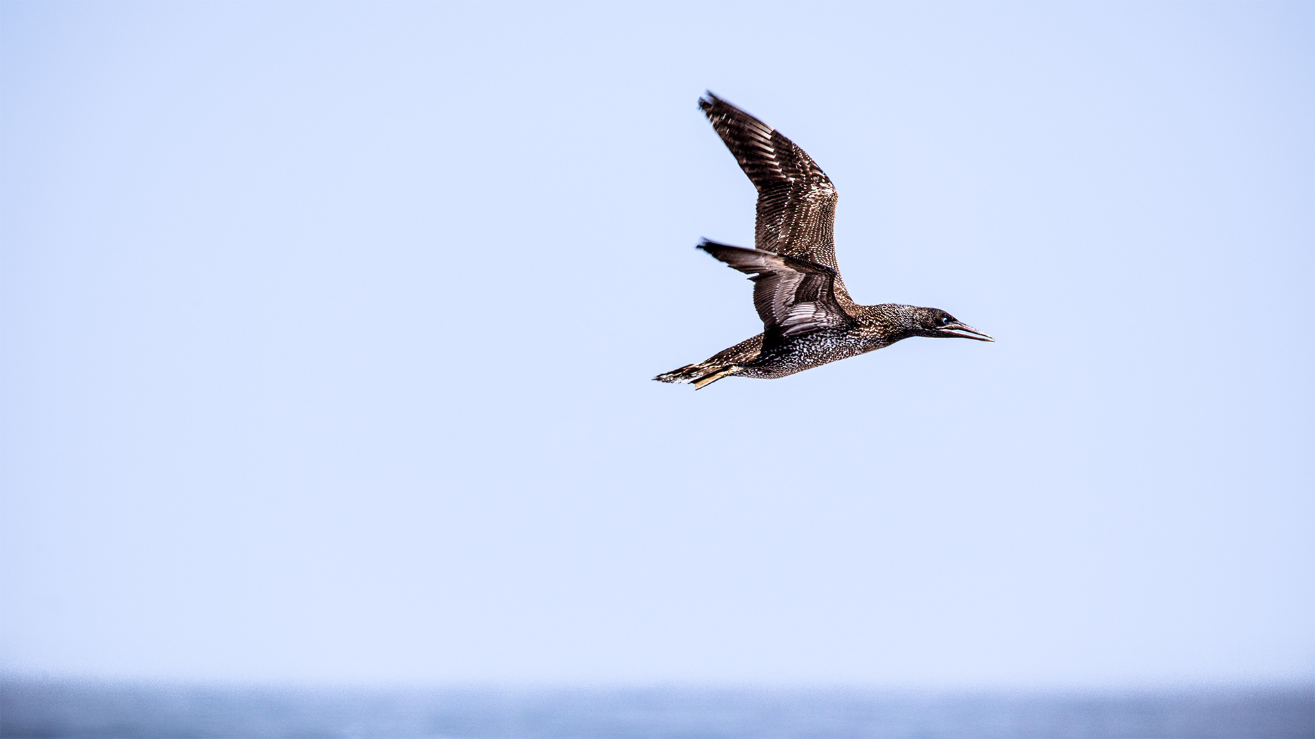 Lamberts Bay (46)