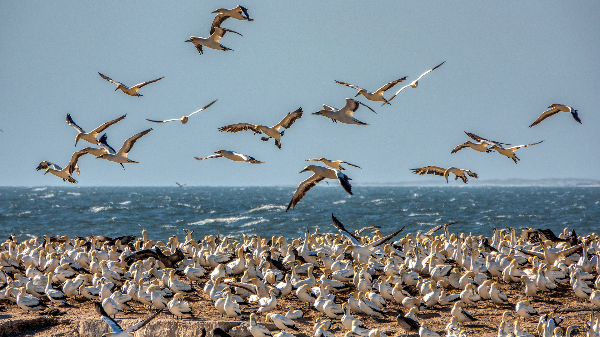 Lamberts Bay (53)