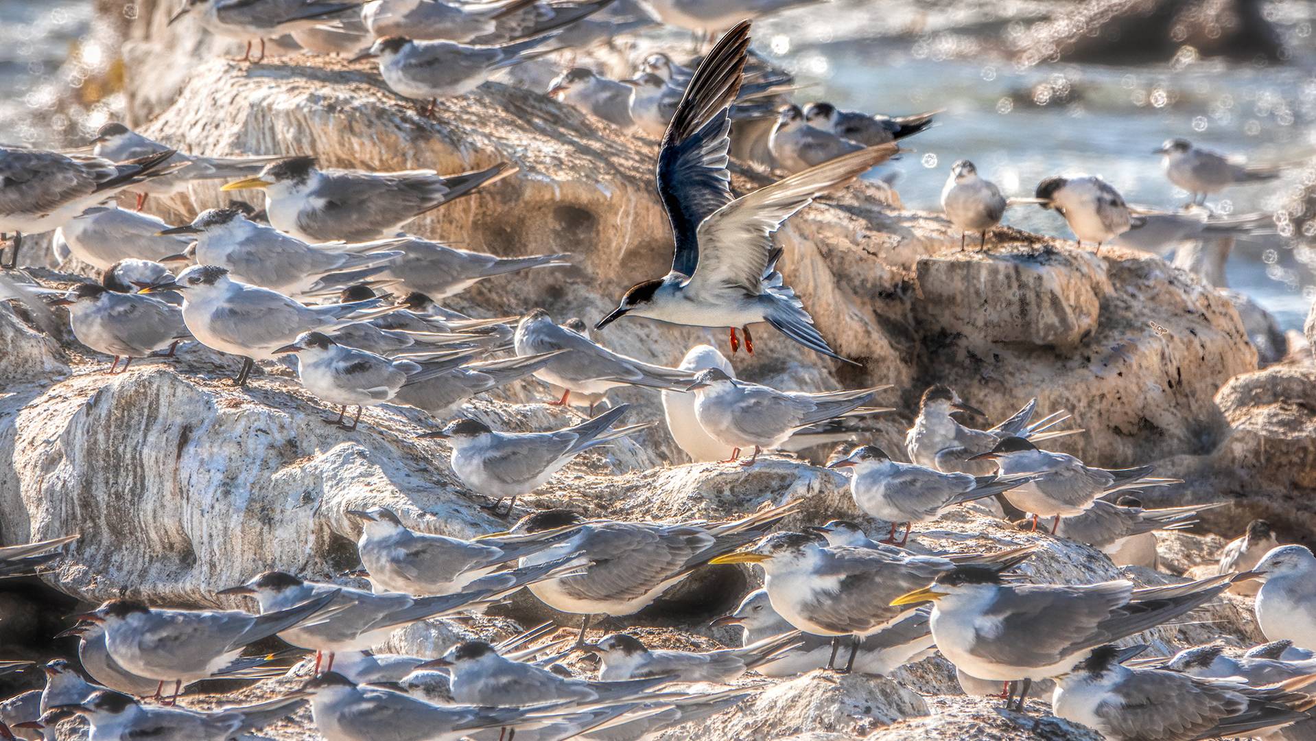 Lamberts Bay (58)