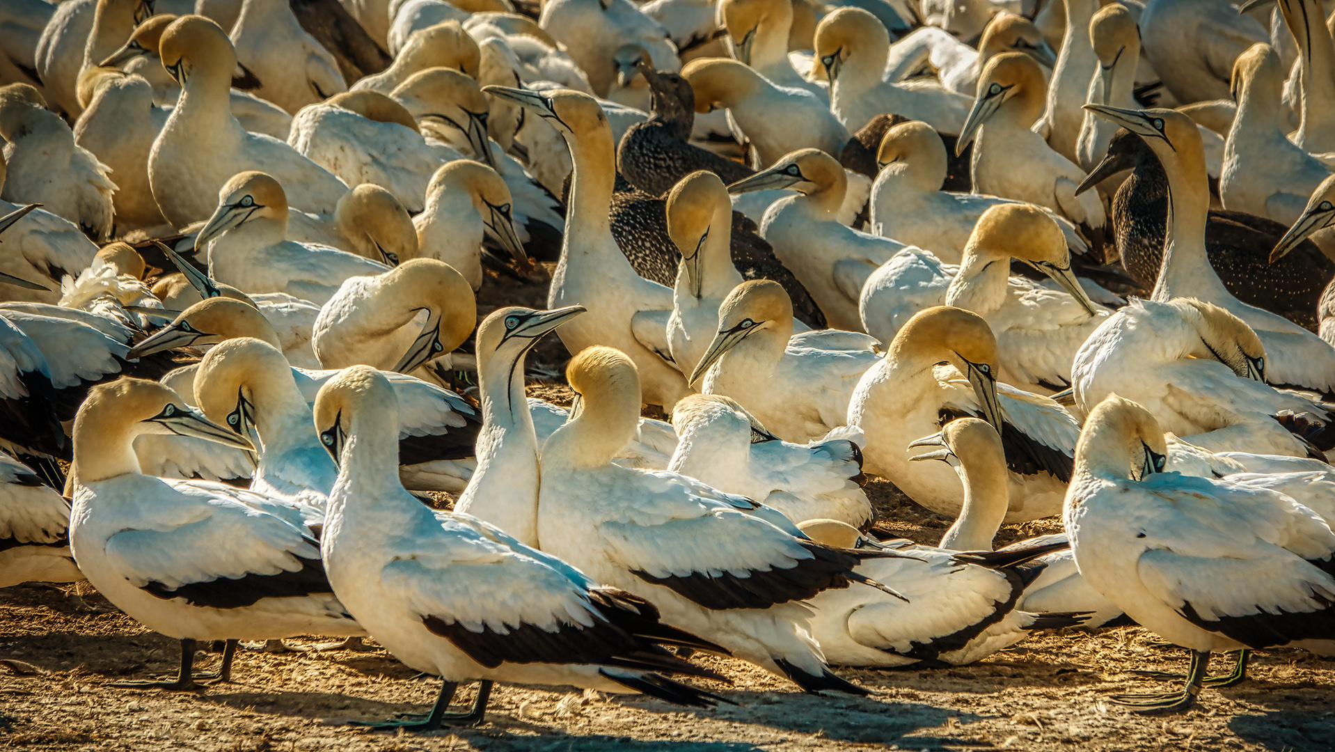 Lamberts Bay (60)