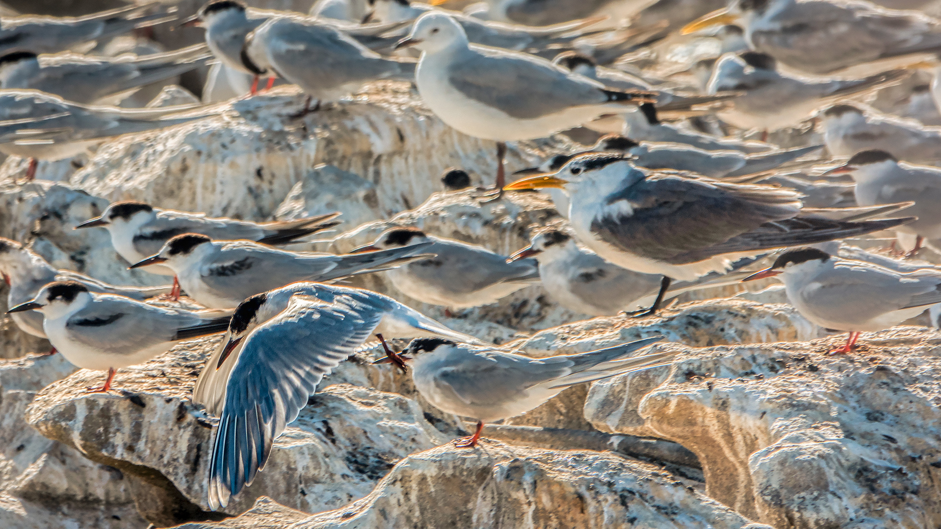 Lamberts Bay (65)