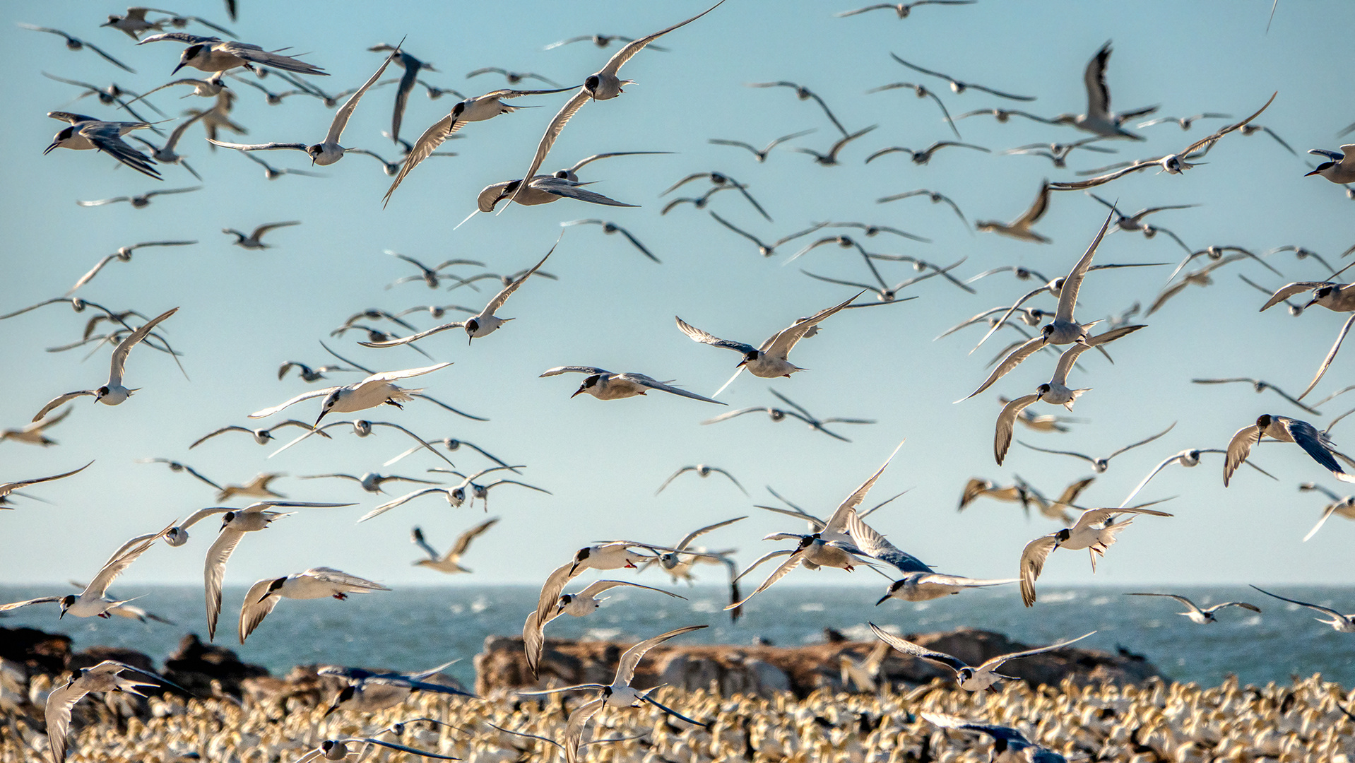 Lamberts Bay (68)