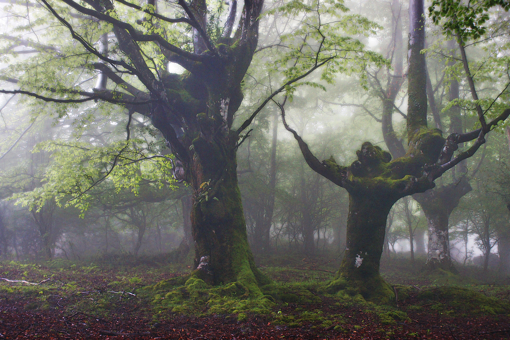 LAMBREABE, EL BOSQUE DEL FAUNO. Dedicada a MONTSE T.S.