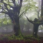 LAMBREABE, EL BOSQUE DEL FAUNO. Dedicada a MONTSE T.S.