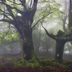 LAMBREABE, EL BOSQUE DEL FAUNO. Dedicada a MONTSE T.S.