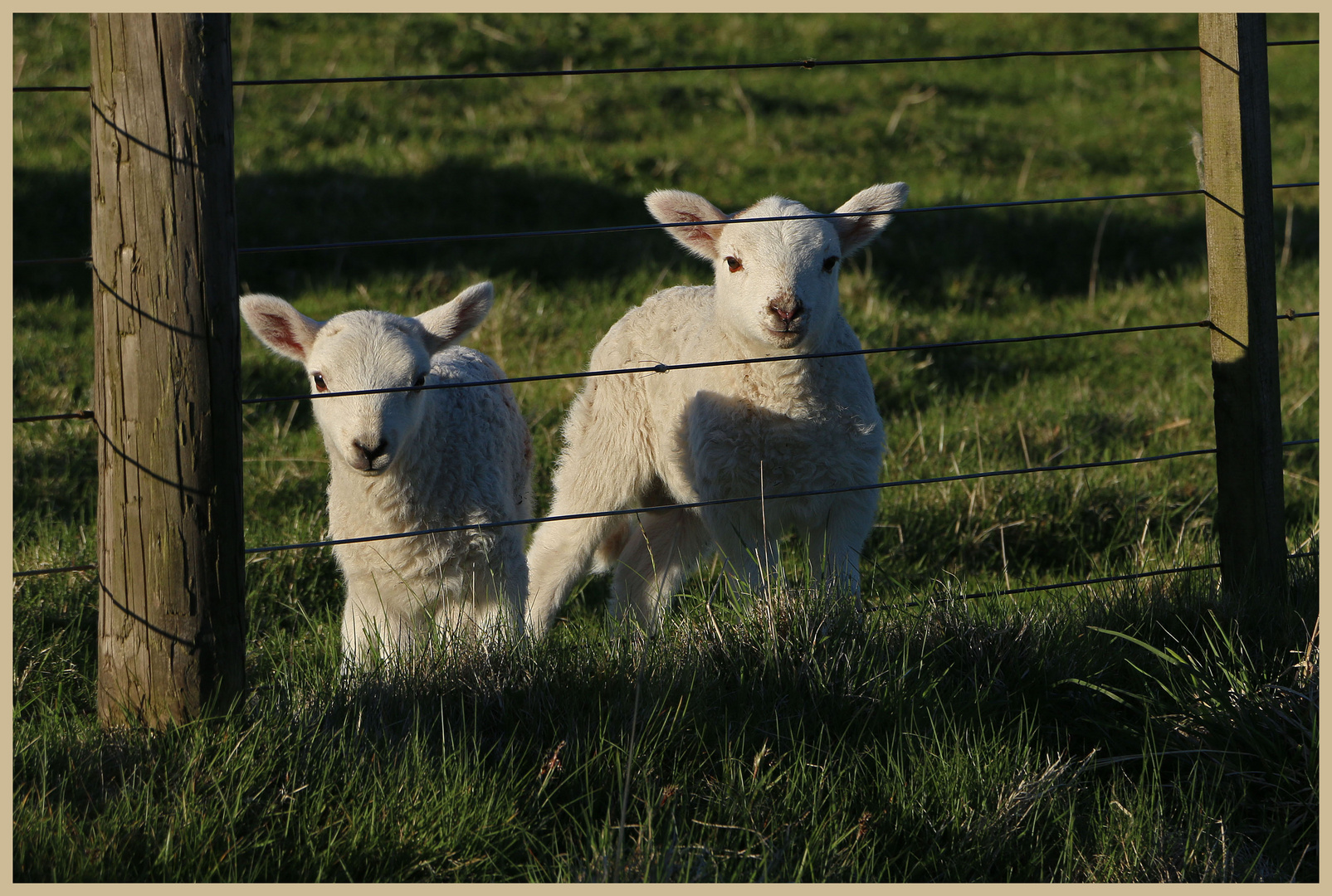 lambs 3 near hartside